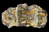 Fossil Fish (Ichthyodectes) Vertebrae - Kansas #136471-1